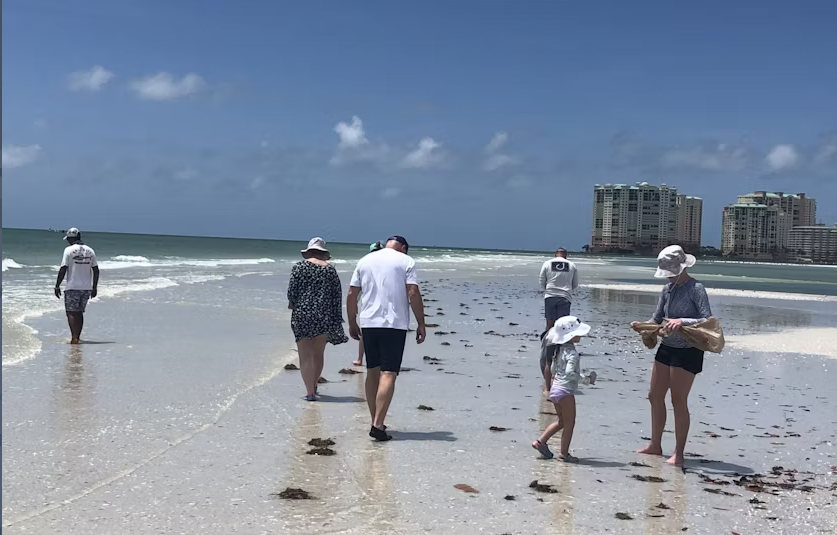 Marco Island dolphin and shelling boat tour - Image 3